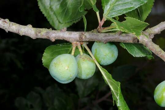 Plancia ëd Prunus domestica L.