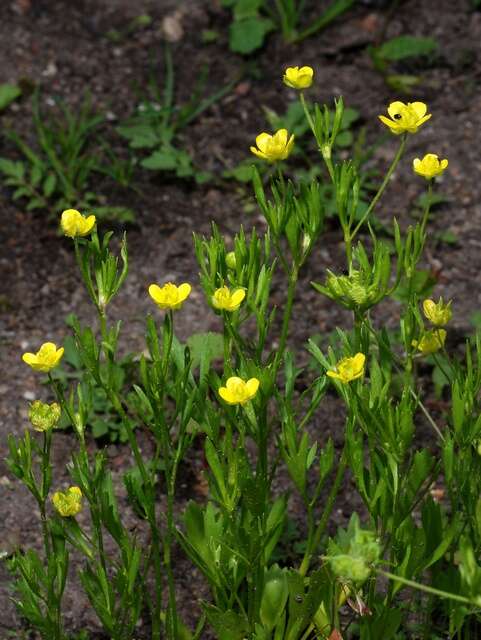 Image of corn buttercup