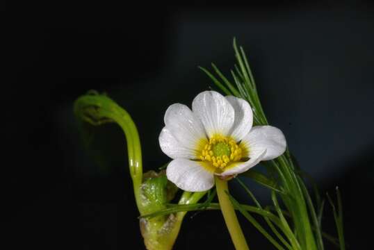 Image of River Water-crowfoot