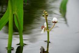 Image of Sagittaria Grandori 1934