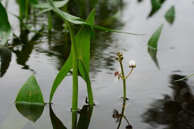 Image of Sagittaria Grandori 1934