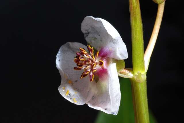 Image of Sagittaria Grandori 1934