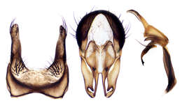 Image of root-maggot flies