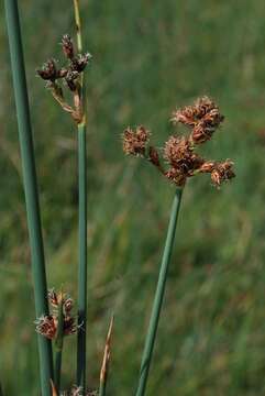 Image of bulrush