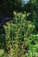 Image of ragwort