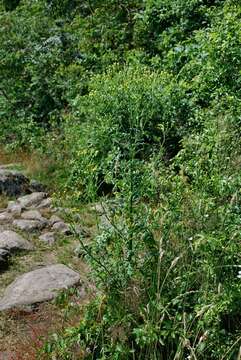 Image of ragwort