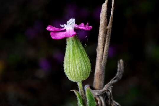 Image of striped corn catchfly