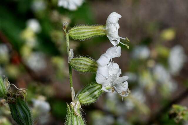 Слика од Silene dichotoma Ehrh.