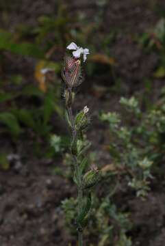 Image of Catchfly