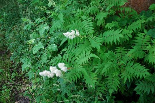 Image of false spiraea