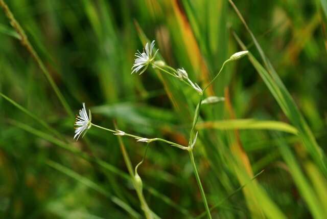 صورة Stellaria