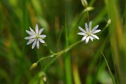 Image of Stellaria