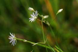 صورة Stellaria