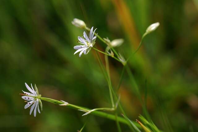 Imagem de Stellaria