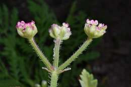 Image of false carrot