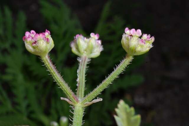 Image of false carrot