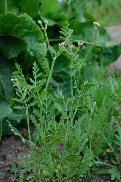 Image of false carrot