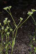 Image of cornsalad