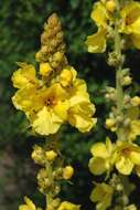 Image of mullein