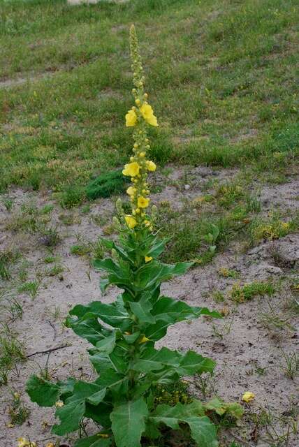 Image of mullein