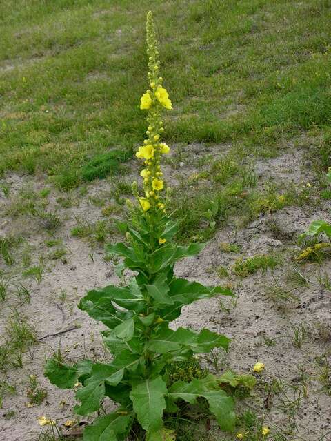 Image of mullein