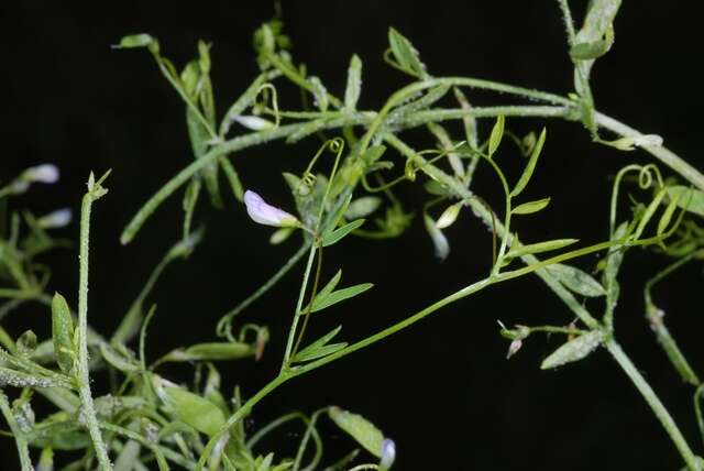 Image of lentil vetch