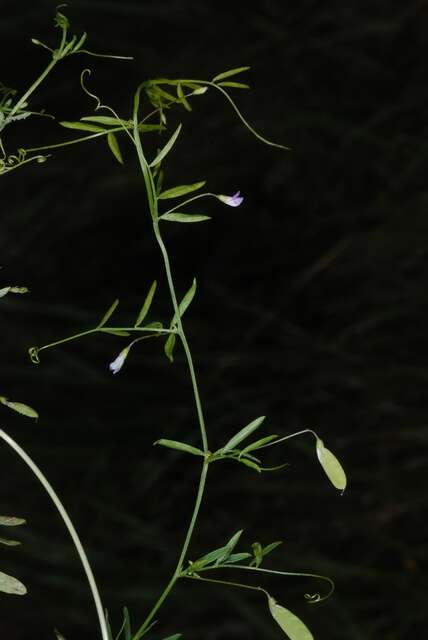 Image of lentil vetch