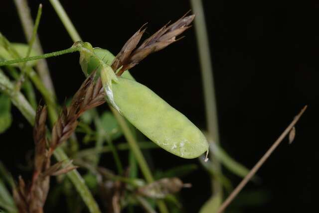 Image of lentil vetch