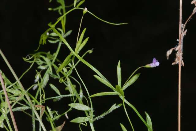 Image of lentil vetch