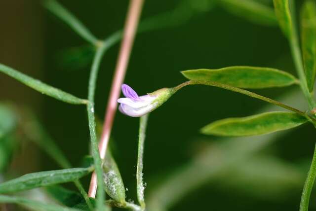 Image of lentil vetch