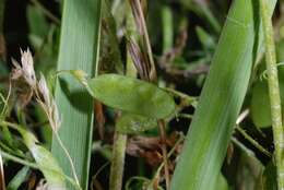 Image of lentil vetch