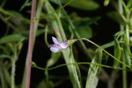 Image of lentil vetch