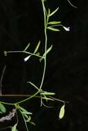 四籽野豌豆的圖片