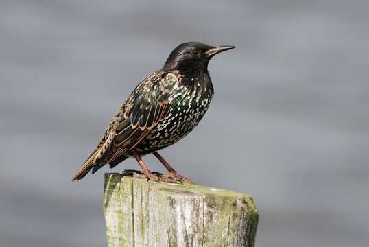 Image of Sturnus Linnaeus 1758