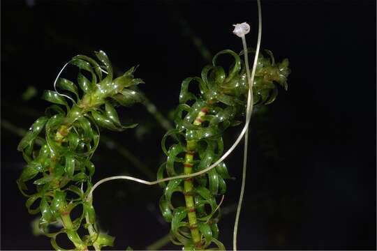 Image of waterweed