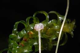Image of waterweed