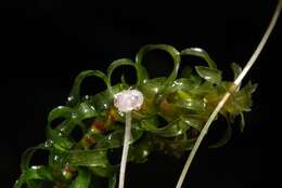 Image of waterweed