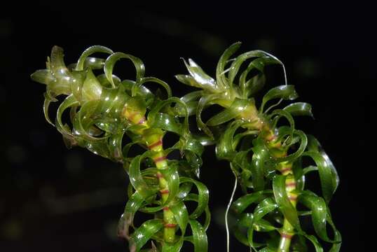 Image of waterweed