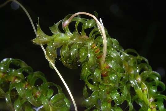 Image of waterweed