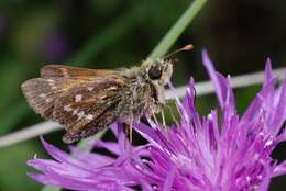 Image of Branded Skippers