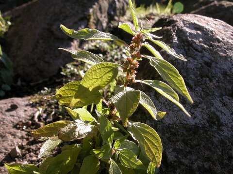 Image of pellitory