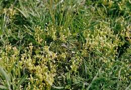 Image of miner's lettuce