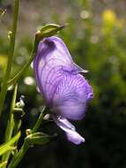 Слика од Aconitum nasutum Rchb.