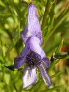 Aconitum nasutum Rchb.的圖片