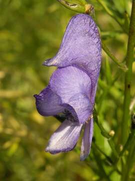 Aconitum nasutum Rchb.的圖片