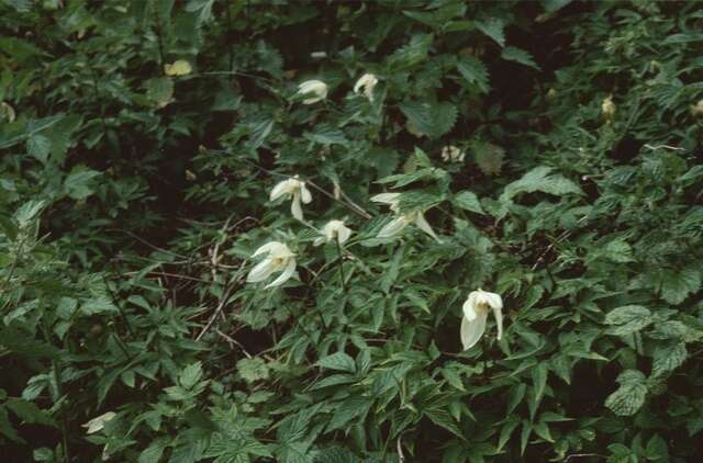Image of Clematis sibirica (L.) Mill.