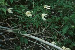 Image of Clematis sibirica (L.) Mill.
