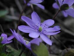 Plancia ëd Hepatica transsilvanica Fuss