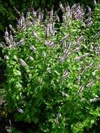 Image of Garden mint