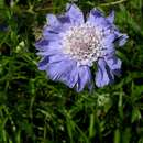 Image of Caucasian pincushion flower